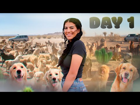 Saving 500 Stray Dogs in 4 Days