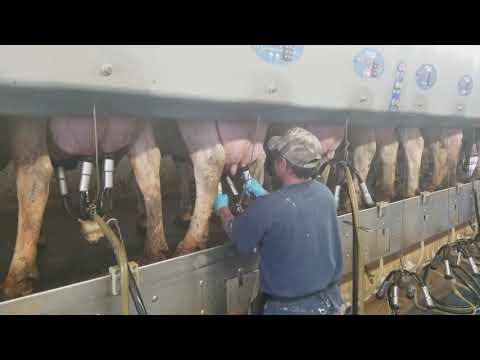 como ordeñan vacas con maquinas bumatic fácil y rápido