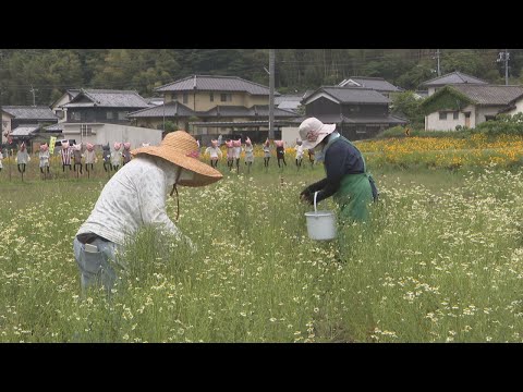 カモミール 植物