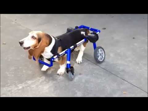 Basset Hound in Medium Full Support/4-Wheel Walkin' Wheels