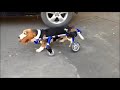 dog wheelchair for disabled basset hound