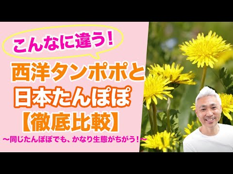 庭で採れたタンポポを食べてもいいですか？彼らの利点は何ですか?どのように選んで保管すればよいでしょうか？  庭園