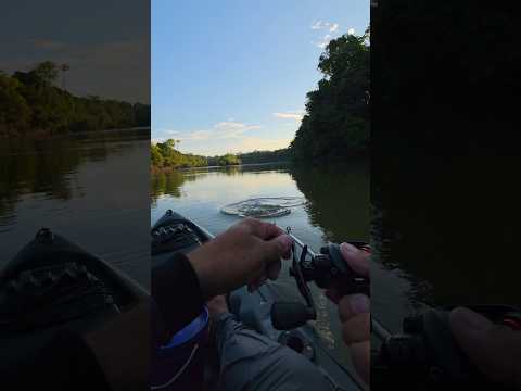 veja o peixe que peguei no rio branco MT #pescaria #pesca #fishing #peixe #pescador