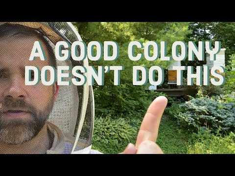 The PERFECT Example of an Aggressive Colony