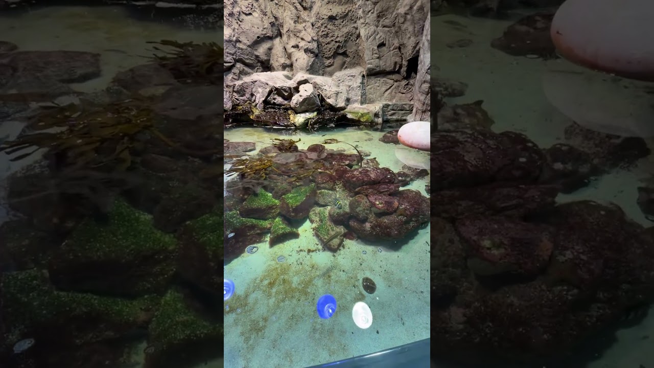 鳥羽水族館に行ってきましたpart1