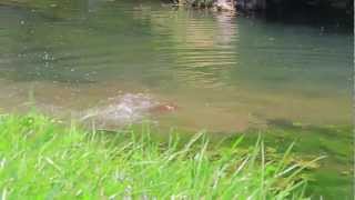 Trailer Festival Woodstaco 2013