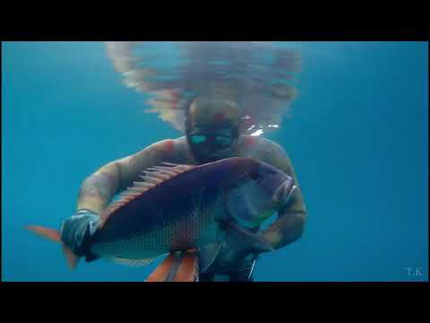 Zubatac (Dentex, Dentice) 4,1kg podvodni ribolov