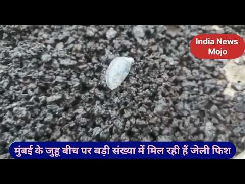 Jellyfish washed ashore on Mumbai Juhu Beach , tarballs also accumulate along the coast जुहू बीच पर