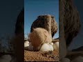 Ostrich Master WhatsApp Status