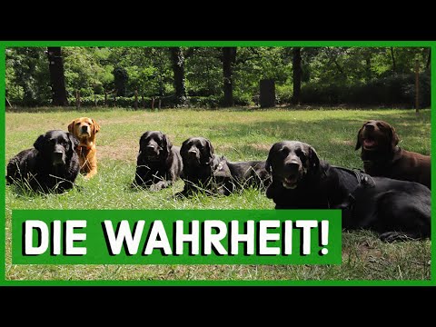 Here's what you absolutely need to know about Labradors.