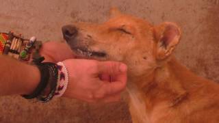 Gabriel... the dog who the angels saved! :)