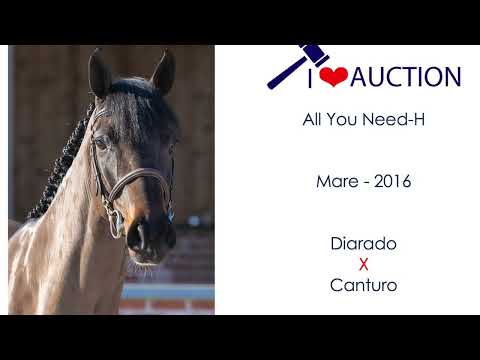 All You Need- H Showvideo