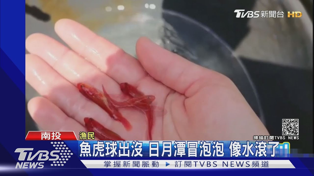 魚虎球出沒 日月潭冒泡泡像水滾了