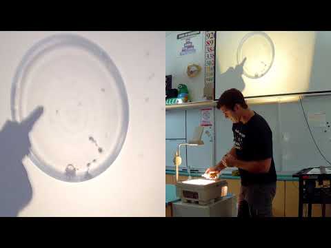 My Favourite Experiment - David Haller - Living or Not