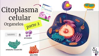 Citoplasma Celular 2 | La Célula y Citoesqueleto | Histología Ross