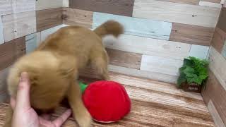 ハーフ犬の動画01