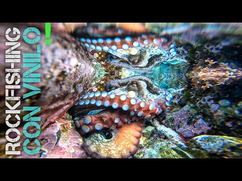 Rockfishing in Asturias || Hunting for Fish in Winter