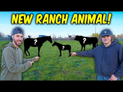 We Got ANOTHER FREE Ranch Animal!