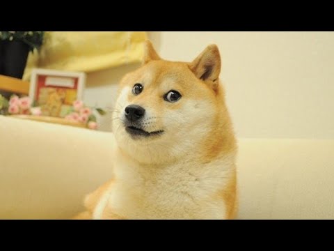DOGE for 2 HOURS STRAIGHT CHALLENGE / mr dharmik #doge