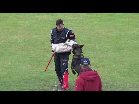 WUSV 2021  CHE 2 - ROMER TAMARA & O´SHREK VON DER FRIESENKLIPPE  C 92