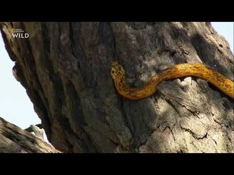 Nat Geo Wild: Смертоносная Африка. Калахари \ 2018