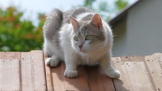 Cat videos funny for kids Cats are so funny Baby and Cat Funny videos