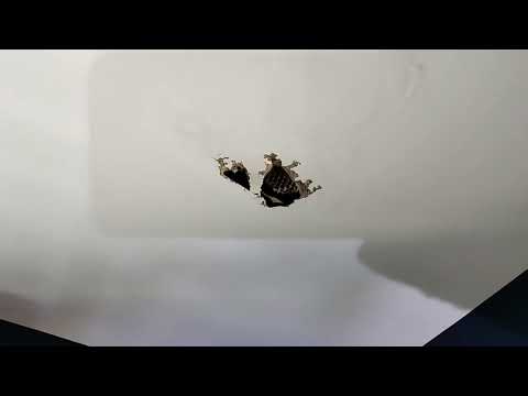 Yellow Jackets Coming from the Ceiling in Keasbey, NJ