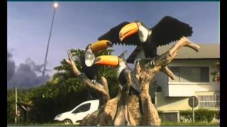 preview picture of video 'Jean-Luc Plé présente... Kourou - les toucans'