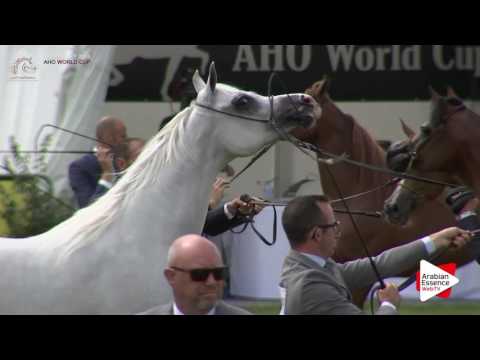 Chantilly 2016 AHO World Cup - CLASS  13 - Mares Championship