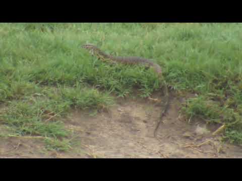 Djuma: Monitor Lizard out looking for a meal - 13:38 - 01/02/19