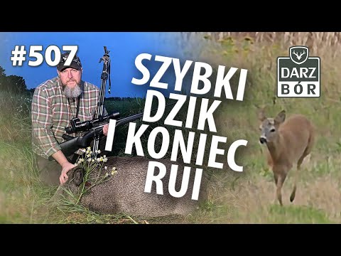 Darz Bór odc. 507 Dzik na dobry początek i… rujne Rogacze .