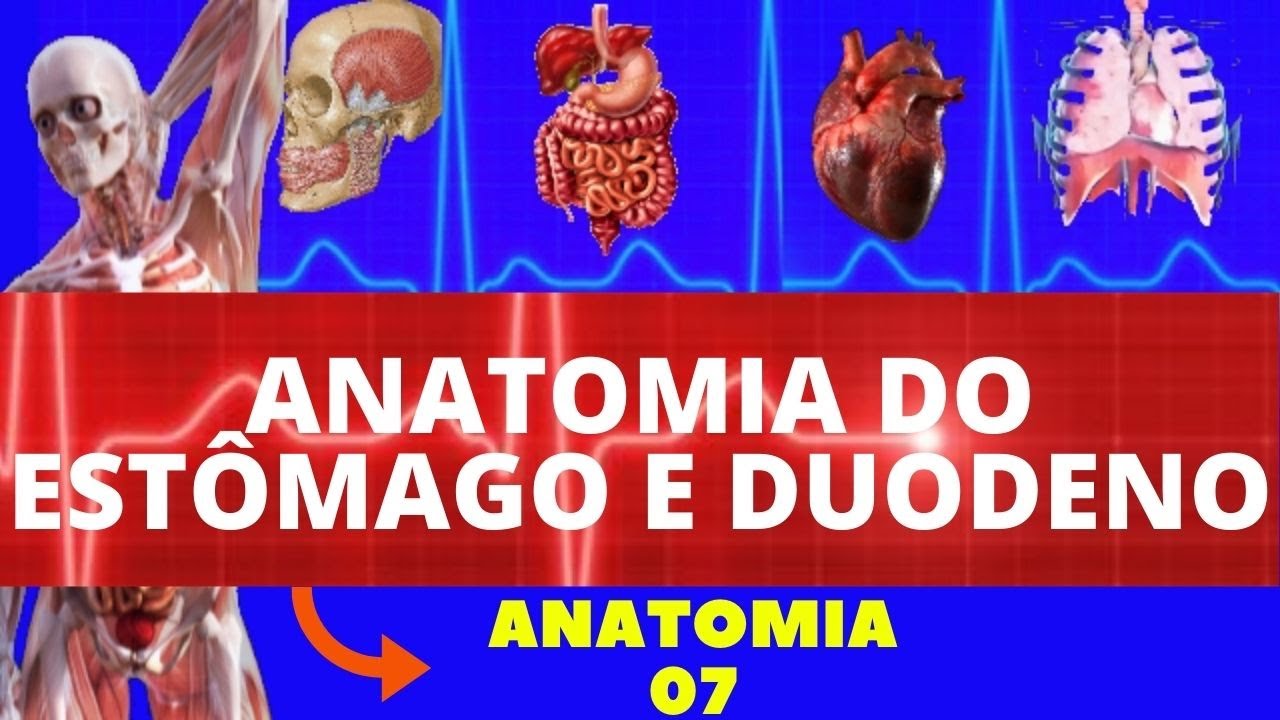ANATOMIA DO ESTÔMAGO E DUODENO - SISTEMA DIGESTÓRIO (ANATOMIA HUMANA)
