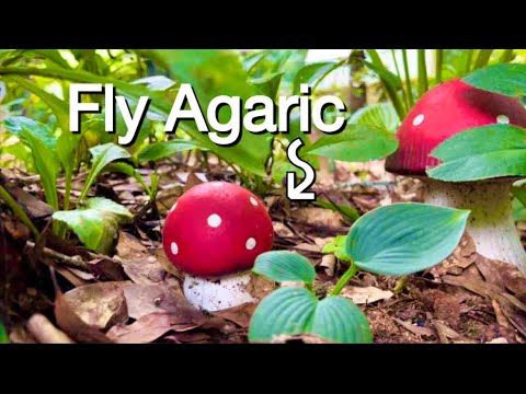 How to identify the Fly Agaric Mushroom #gardenmagic