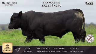 LOTE 17  3197