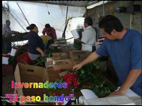 invernadero "" El paso hondo