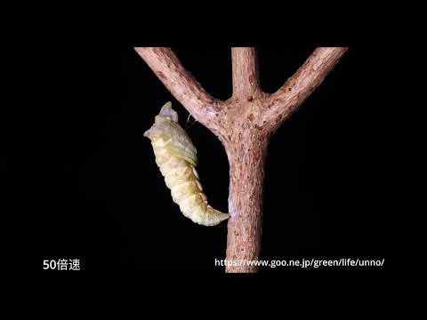 ナミアゲハが越冬蛹になる