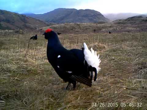 Black Grouse