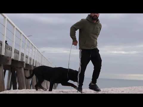 Rottweiler     KALI KENNELS