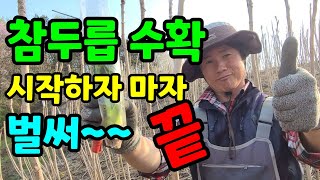참두릅 5000평 수확 시작하자 끝나버렸어요.아쉽지만 곧 곁순으로 만나요~~^^
