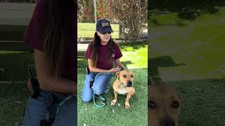 Video preview image #1 Mutt Puppy For Sale in Pasadena, CA, USA