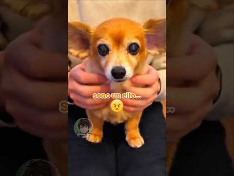 🐶 Vita da cani (PARTE 49)