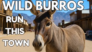 Oatman, Arizona: The Route 66 Ghost Town with Wild Burros