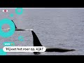 Agressieve orka's rammen zeilboten, wat is er aan de hand?