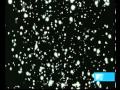 Bjork Feat. Antony Hegarty - Dull Flame Of Desire (Modeselektor's Remix For Girls) - Þórey Rún Bjork Feat. Antony Hegarty - Dull Flame Of Desire (Modeselektor's Remix For Girls)