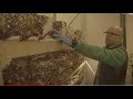 Building A Mushroom Farm From Small Scale To Large In Thailand
