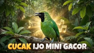 Download lagu Suara Burung Cucak Ijo Mini Gacor Buka Paruh Bening Jernih Terapi Masteran #cucakijogacor  mp3