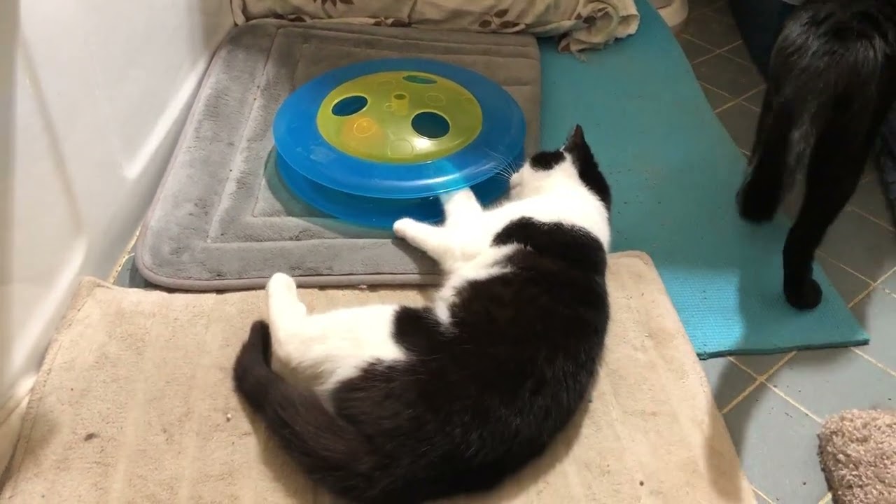 Enlarge Pixi, a Adoptable Domestic Short Hair in Palo Alto, CA video 5/6