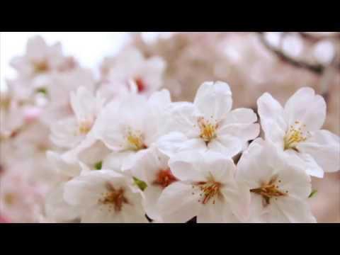 3 HOURS of the Best Traditional Japanese Music - Relaxing Music for Stress Relief and Heal