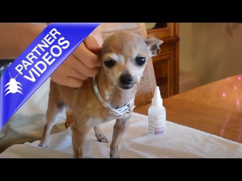  How to Clean Your Dog's Ears With Wondercide All Ears Natural Ear Wash Video 