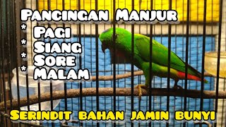 Download lagu Pancingan Serindit pagi, sore, siang, malam, serindit manapun pasti gacor. mp3